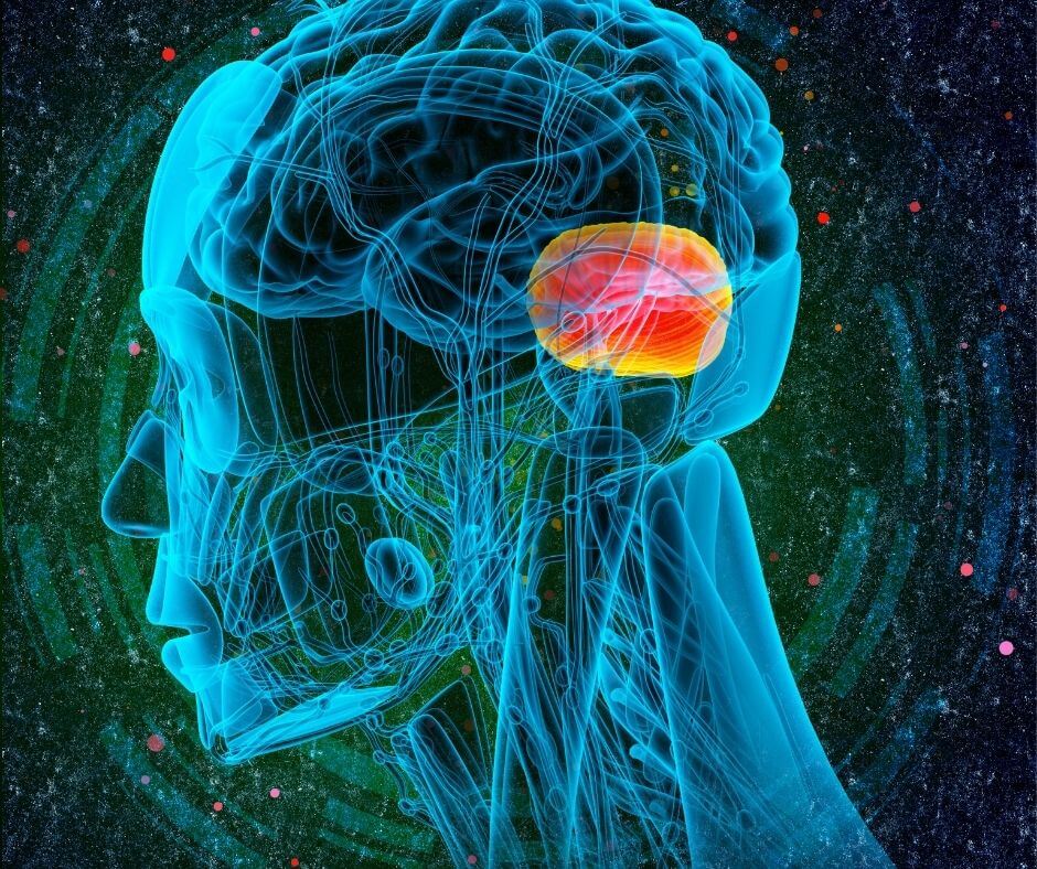 An electric-colored rendering of the brain, with the amygdala highlighted in red